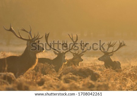 Red deer in autumn colours
