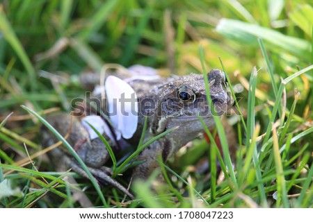 Frog sitting in grass with pedals stuck into it