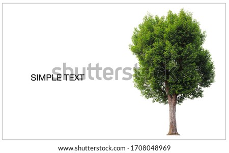Cutout tree for use as a raw material for editing work with copy space for text. isolated beautiful fresh green deciduous almond tree on white background with clipping path.