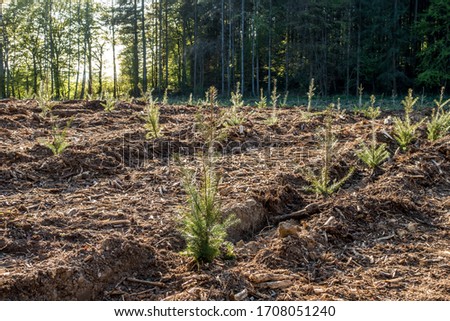 New planting of young trees for reforestation in mixed forest Royalty-Free Stock Photo #1708051240