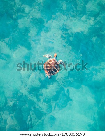 Hawksbill turtle in the tropical blue ocean