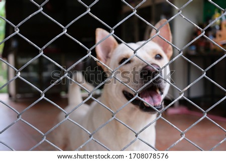 Tropical dog, picture of a white dog smile in thailand. 