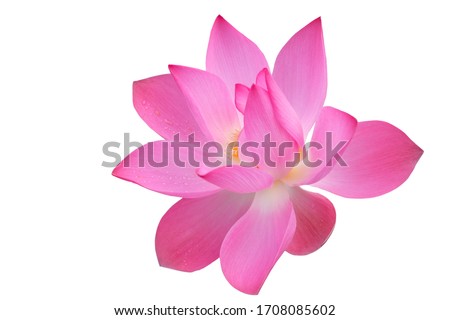  Pink lotus flower isolated on white background , with clipping path