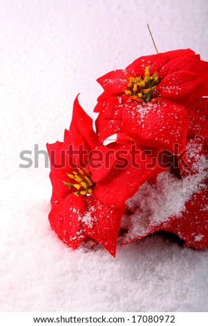 Christmas red poinsettias background over snowflake background