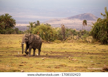 Elephant in Amboseli national park in Kenya with volcanic cone in the background