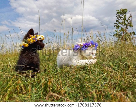 cats in corollas of wild flowers