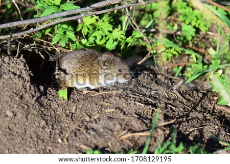 The steppe lemming (Lagurus lagurus). The steppe lemming is the only species of the genus Lagurus in the hamster family. Royalty-Free Stock Photo #1708129195