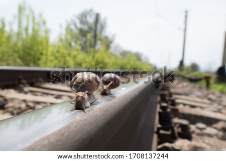 Two snails trailing one in front if the other on a railway, in the light of the sun, with their eyes headed towards the lens.