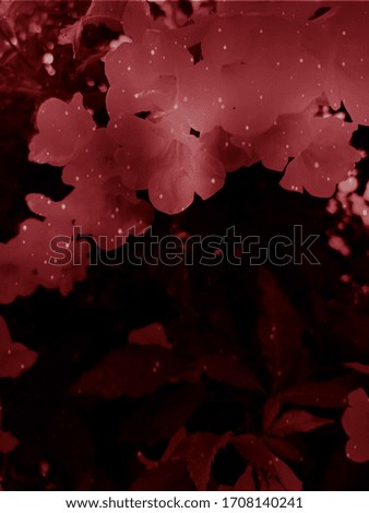 Beautiful abstract color pink and red flowers graphic on black background and light black and pink flower frame and pink leaves texture, dark background, red banner happy valentine