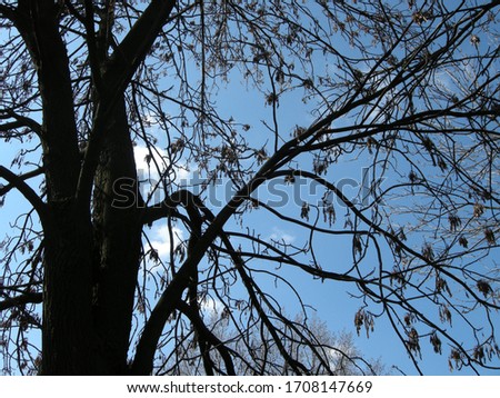 a leafless maple against a blue sky