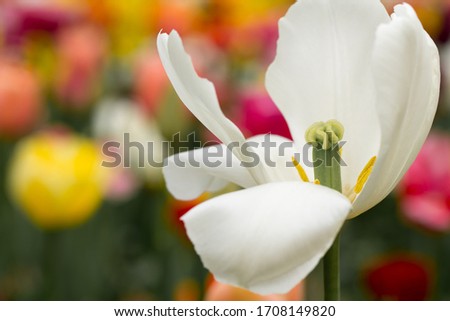 An almost faded white tulip against the bokeh of a colorful field of flowers
