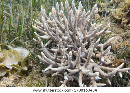 A picture of acropora coral in New Caledonia
