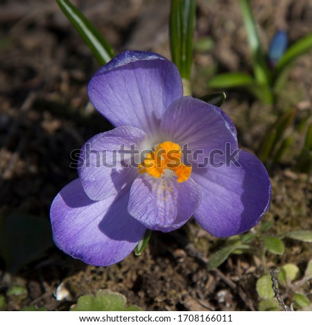 Close-up of blooming purple crocus on bare ground. Square picture of single violet flower. Top view