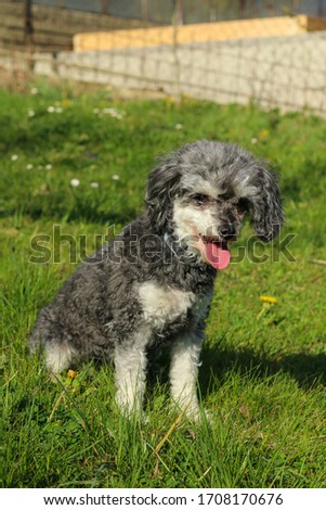 The portrait picture of the cute curly dog. It is a cross breed of poodle and shi tzu.  