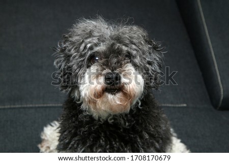 The portrait picture of the cute curly dog. It is a cross breed of poodle and shi tzu.  