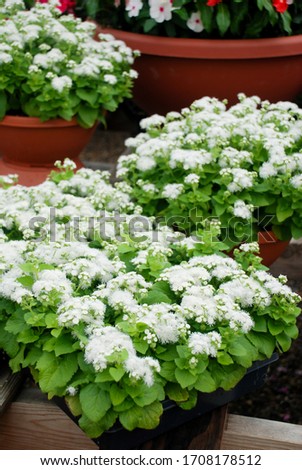 Ageratum, white ageratum, white pot plants in the black tray.