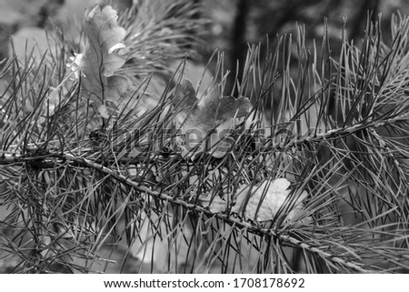 Black and white spruce branches. Vintage photo imitation