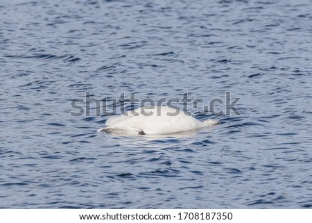 Whooper swan dives into the water for food. Tall neck is underwater. Spring time in Finland.