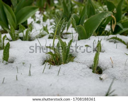 picture with the first spring flowers in the snow, the first spring greenery covered with snow