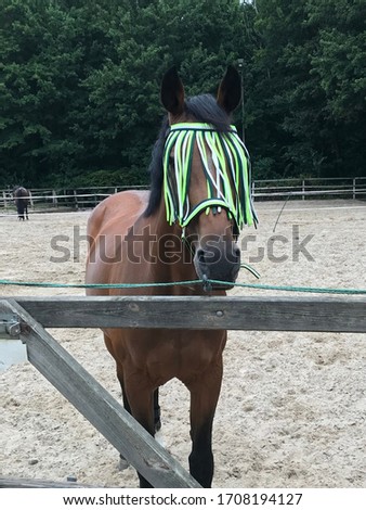 Horse in paddock wearing a flymask Royalty-Free Stock Photo #1708194127