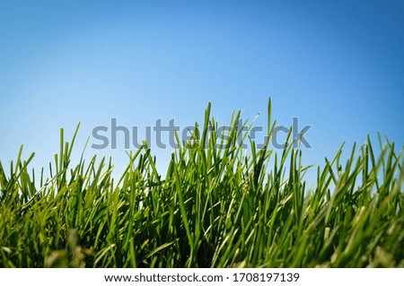 Green grass nature background and blue sky, natural texture of plant in close-up, green lawn pattern and texture background