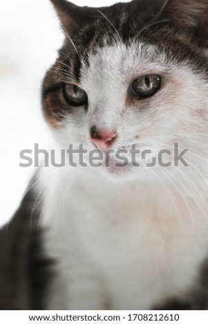 Portrait of a stray cat with amazing eyes