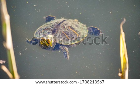Tortoise swimming in the pond