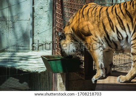 tiger in the zoo. A wild animal in captivity. Animals in the zoo.