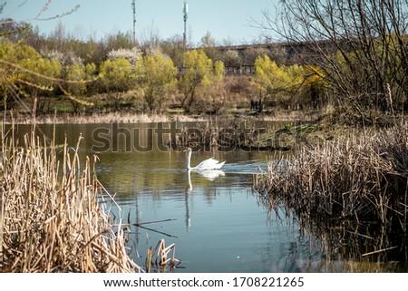 A beautiful elegant white swan is swimming  in a blue clean water of a lake near the golden colored reeds in a town area