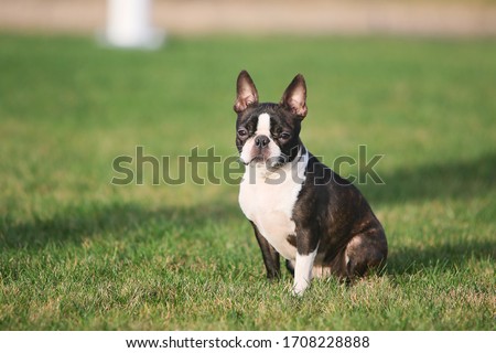 Two young Boston terrier girls