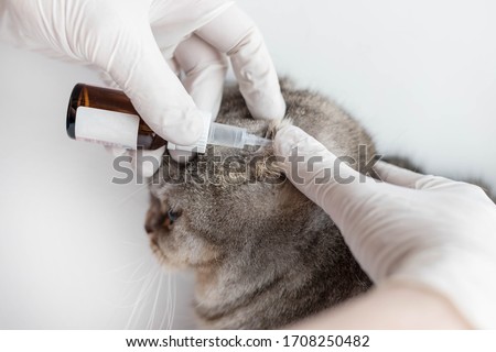 The veterinarian instills special ear drops for animals in the cat's ear. The veterinarian examines the cat. Cat at the vet's appointment. Animal clinic. Royalty-Free Stock Photo #1708250482