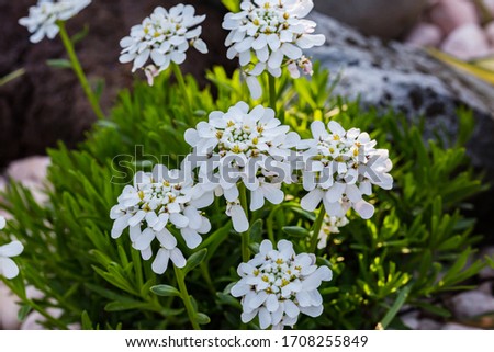 Spring flowers. Spring background. Close up of tender white candytuft iberis on nature background