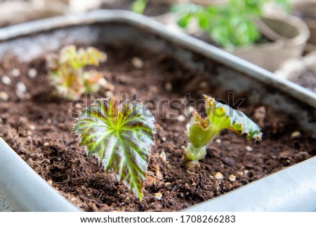 Young begonia leaves began to grow in the spring in a pot on the windowsill Royalty-Free Stock Photo #1708266283