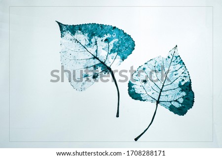 Blue leaves on a light background 
