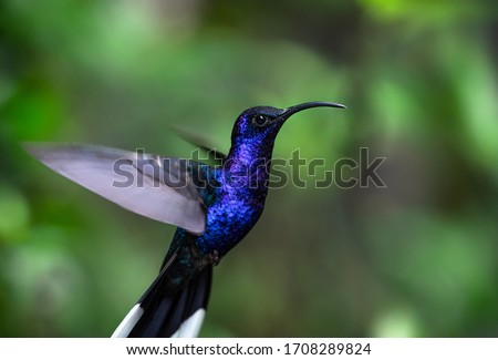 Trochilidae, Hummingbird, beautiful hovering, flying violet sabrewing, Campylopterus hemileucurus, sharp colorful close up portrait of wild bird, Animal in the rainforest of costa rica, wing stroke  Royalty-Free Stock Photo #1708289824