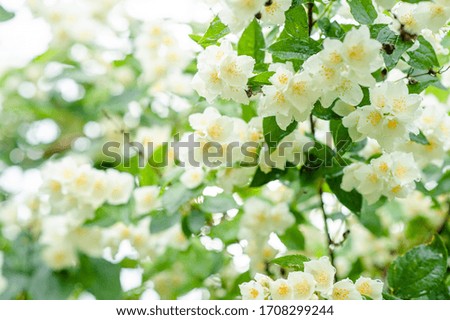Blooming jasmine bush with drops of water after rain. Natural background of blooming jasmine