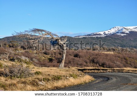 Lenga beech (Nothofagus pumilio) tree molded into a flag by the strong southern winds, in a mountain landscape. Royalty-Free Stock Photo #1708313728