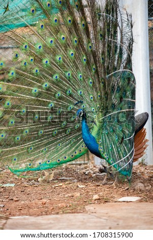 Male peacock dancing very expensive.