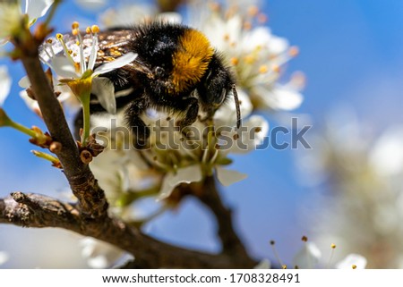 close-up of a bumblebee sucking nectar from a flowering tree in springtime, hesse, germany