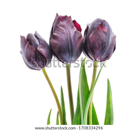 Bouquet of dark tulips isolated on a white background.