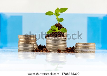 Money growing plant step with deposit coin in bank concept, Financial and business. Shooting on studio white background.