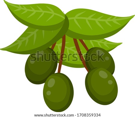 Olive. Green vegetable on branch with leaves. Element of oil and a healthy diet. Cartoon flat illustration isolated on white