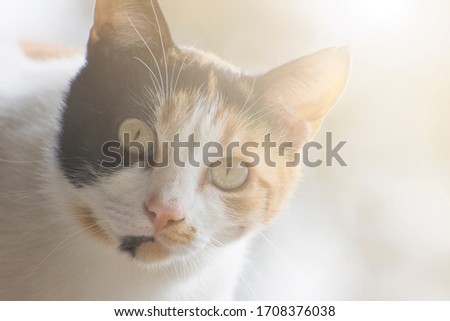 Portrait of a calico cat with big eyes. Background with soft morning light. Close-up photo. Caring for stray animals.