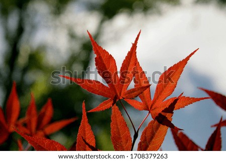 Picture of a tree with a beautiful red color and leaves