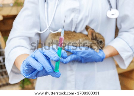 Veterinarian woman with syringe holding and injecting rabbit on ranch background close up. Bunny in vet hands for vaccination in natural eco farm. Animal care and ecological farming concept