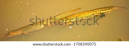 UK Newt in Natural Pond Environment