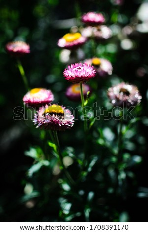 Many pink flowers with defocused green background, flower always alive.