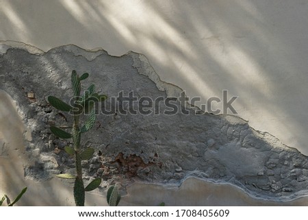 stubborn opuntia cactus in front of an old crumbling wall in sicily - sunlight playing with shadows in the background
