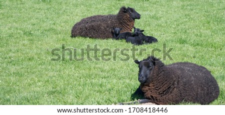 unusual black sheep and cute lambs cuddling and relaxing in a field in England uk