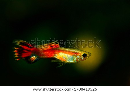Tropical fish Guppy Male isolated